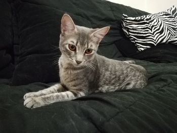 Portrait of cat sitting on sofa at home