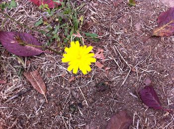 High angle view of yellow crocus flowers on field