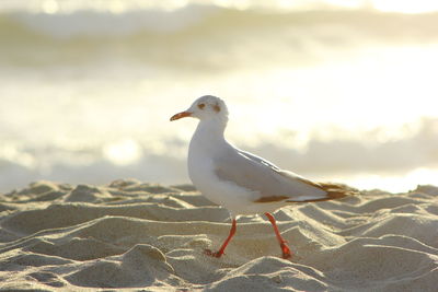 Close-up of seagull perching on rock