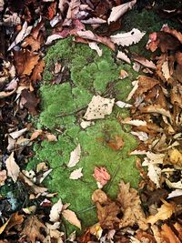 High angle view of leaves