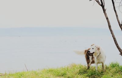 Dog standing on land against sky
