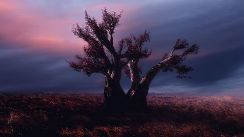 Tree on field against sky at sunset