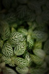 Full frame shot of leaves