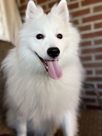 Close-up portrait of white dog