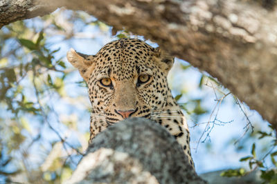 Close-up of leopard tree trunk