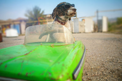 Close-up of dog with toy car on land