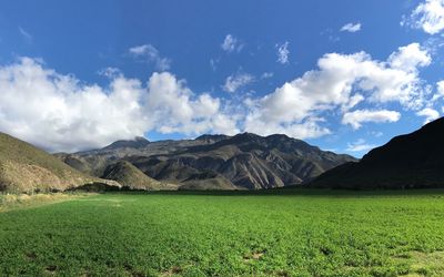 Scenic view of field against sky