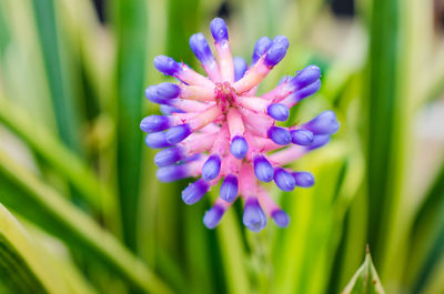 Close-up of purple flowers blooming outdoors