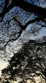 Low angle view of silhouette trees against sky