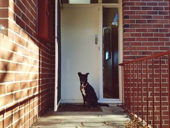 Cat sitting on brick wall