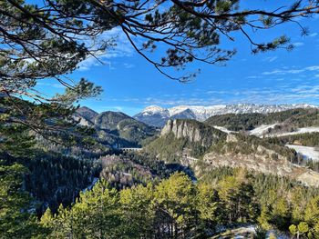 Scenic view of pine trees against sky