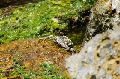 Close-up of snake on rock in water