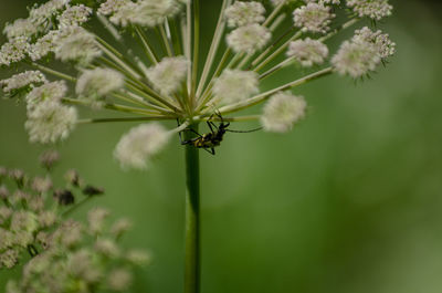 Close-up of insect on plant