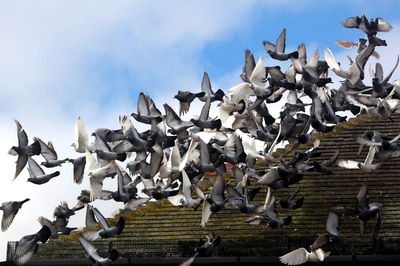 Low angle view of birds flying against sky