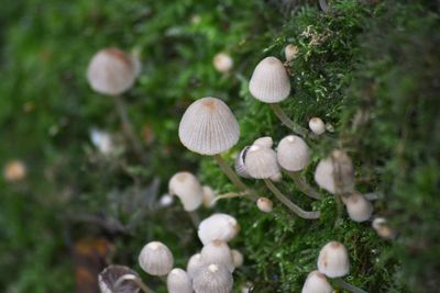 Close-up of fly agaric mushroom