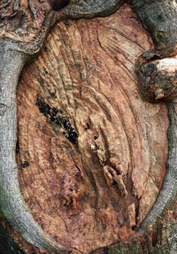 Close-up of tree trunk