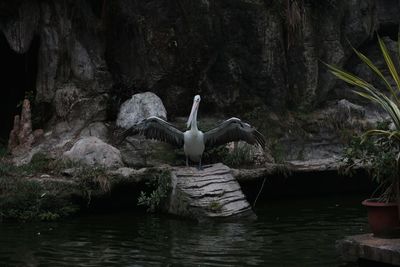 High angle view of bird in lake