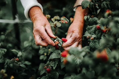 Midsection of woman holding plant