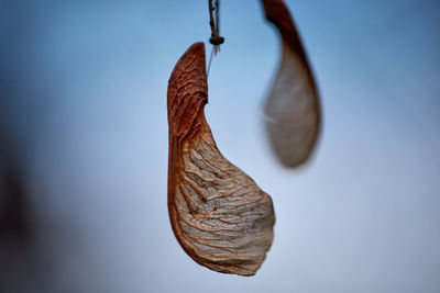 Close-up of dry leaf hanging against sky