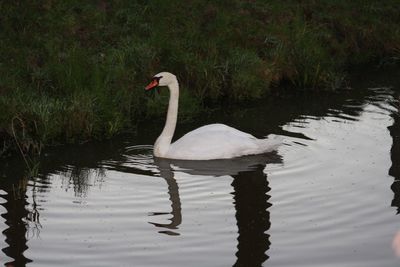 Swan swimming in lake