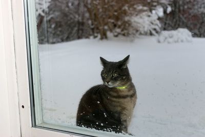 Portrait of cat