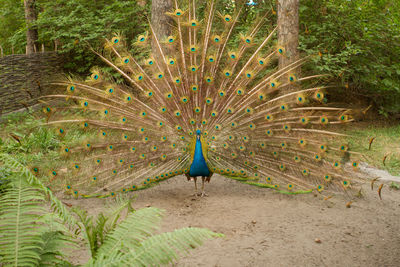 Full length of a peacock