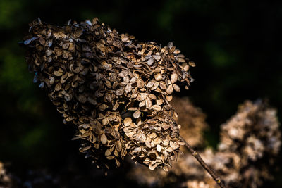 Close-up of dried plant