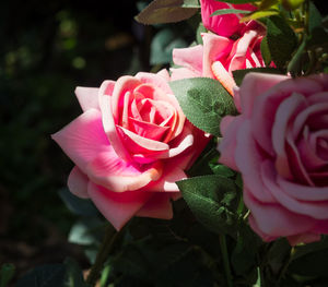 Close-up of pink rose