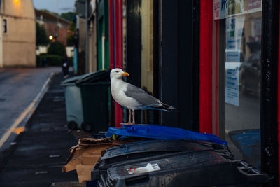 A seagull perched on top of a full garbage bin