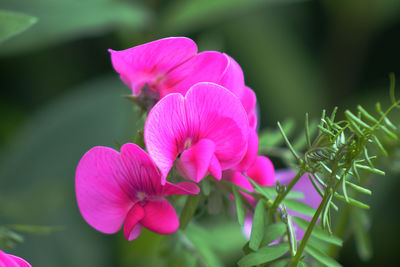 Close-up of pink flowering plant