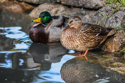 Mallard ducks on rock in lake