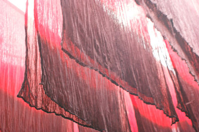 Close-up of red rose