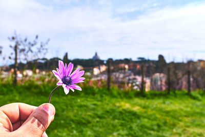 Person holding purple flowering plant on field