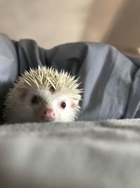 Close-up portrait of a hedgehog 