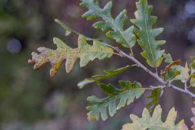 Close-up of leaves on tree