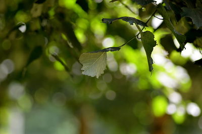 Close-up of leaves on tree