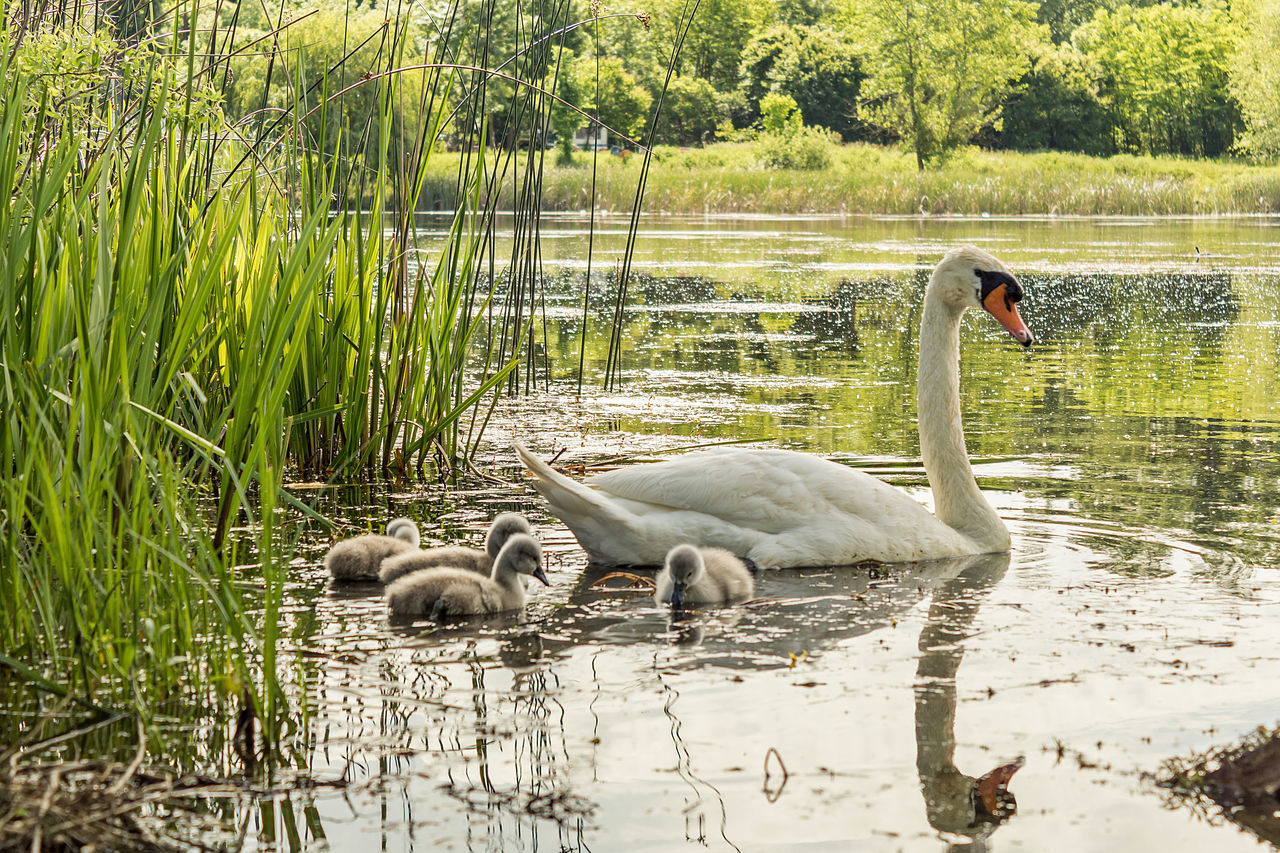 SWAN FLOATING ON LAKE