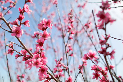 Low angle view of cherry blossom