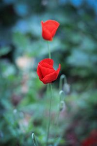 Close-up of red poppy flower