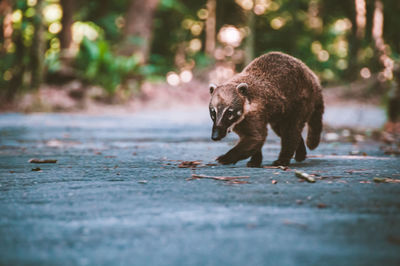 View of animal walking on footpath