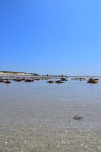 Scenic view of sea against clear blue sky