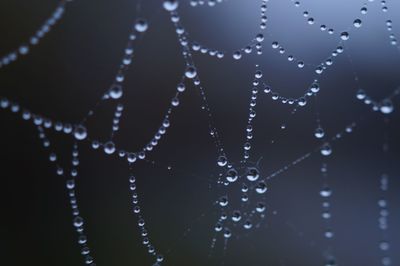 Close-up of water drops on cob web