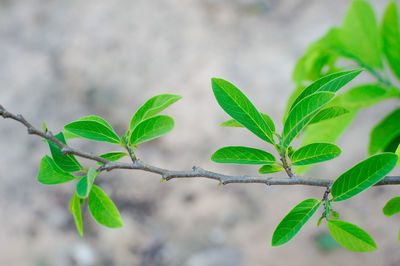 Close-up of green leaves