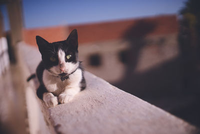 Close-up of cat relaxing outdoors