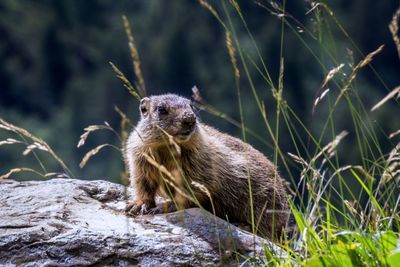 Squirrel on rock