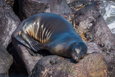 High angle view of seal sleeping on rocky shore