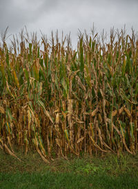 Crops growing on field against sky