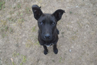 High angle portrait of black dog standing outdoors