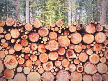 Stack of logs in tree