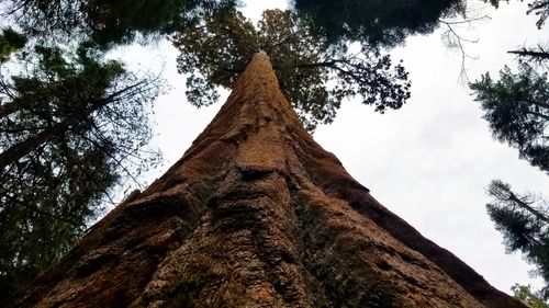 Low angle view of trees against sky